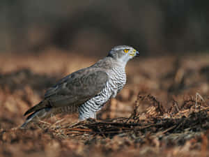 Goshawkin Natural Habitat.jpg Wallpaper