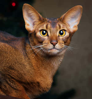 Graceful Abyssinian Cat Perched On A Ledge. Wallpaper