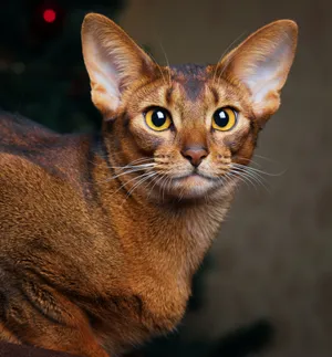 Graceful Abyssinian Cat Perched On A Ledge. Wallpaper