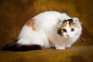 Graceful American Curl Cat Lounging On The Windowsill Wallpaper