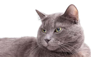 Graceful Burmese Cat Lounging Wallpaper