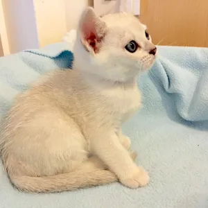 Graceful Burmilla Cat Relaxing On A Cozy Rug Wallpaper