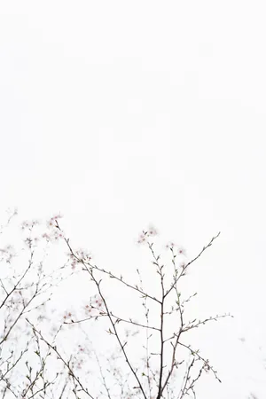 Graceful Cherry Blossoms Under A Blissful White Sky Wallpaper