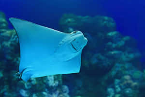 Graceful Cownose Ray Underwater Wallpaper