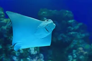 Graceful Cownose Ray Underwater Wallpaper