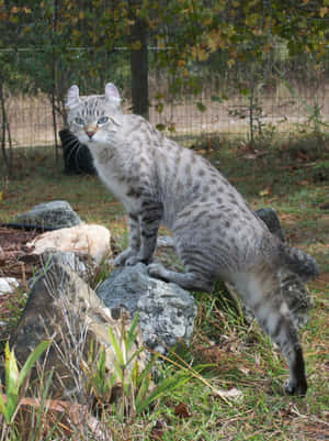 Graceful Desert Lynx Prowling The Sands Wallpaper