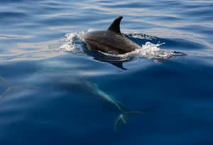 Graceful Dolphin Swimming Blue Ocean.jpg Wallpaper