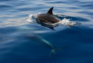 Graceful Dolphin Swimming Blue Ocean.jpg Wallpaper