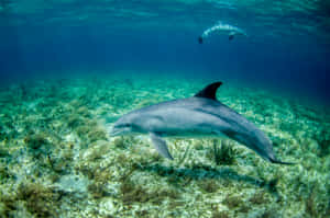 Graceful Dolphin Underwater Scene.jpg Wallpaper