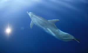 Graceful Dolphin Underwater Sunbeam Wallpaper