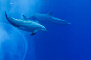 Graceful Dolphins Underwater Blue Ocean.jpg Wallpaper