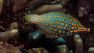Graceful Filefish Swimming Underwater Wallpaper