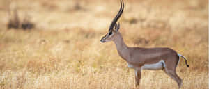 Graceful Gazelle In Savannah Wallpaper