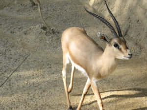 Graceful Gazelle Walking Wallpaper