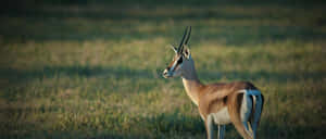 Graceful Gazellein Grassland.jpg Wallpaper