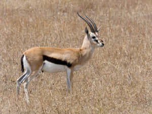 Graceful Gazellein Savannah.jpg Wallpaper