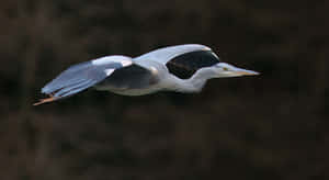 Graceful Heron In Flight.jpg Wallpaper