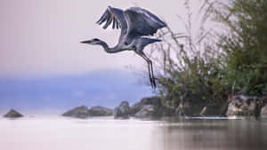 Graceful Heron Takeoff Waterfront.jpg Wallpaper