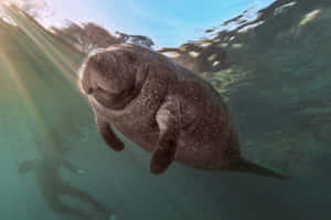 Graceful Manatee Swimming _cuddly Giants Of The Sea_ Wallpaper