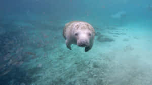 Graceful_ Manatee_ Underwater Wallpaper