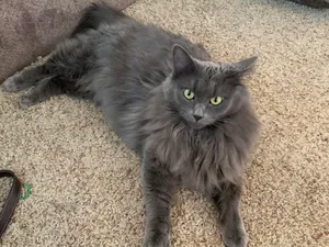 Graceful Nebelung Cat Resting In A Lush Garden Wallpaper