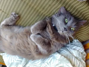 Graceful Nebelung Cat Resting On A Tree Branch Wallpaper