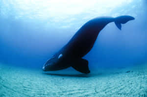 Graceful_ Ocean_ Giant_ Underwater.jpg Wallpaper