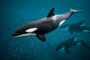 Graceful_ Orca_ Pod_ Underwater.jpg Wallpaper