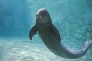 Graceful Porpoise Underwater.jpg Wallpaper