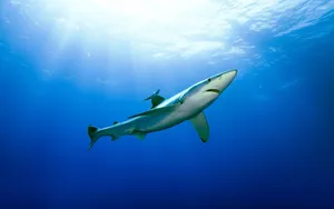 Graceful Reef Shark Swimming Underwater.jpg Wallpaper