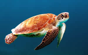 Graceful Sea Turtle Swimming Wallpaper