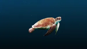 Graceful Sea Turtle Swimming Wallpaper