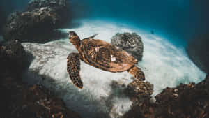 Graceful Sea Turtle Underwater Wallpaper