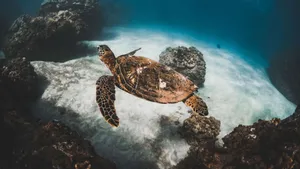 Graceful Sea Turtle Underwater Wallpaper