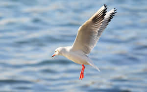 Graceful Seagull In Flight Wallpaper