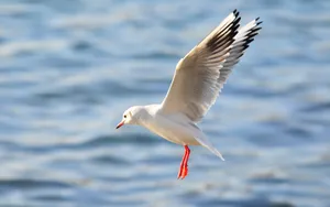 Graceful Seagull In Flight Wallpaper