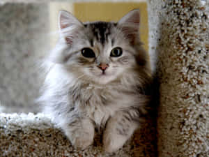 Graceful Siberian Cat Posing Elegantly Wallpaper