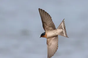 Graceful Swallow In Flight.jpg Wallpaper