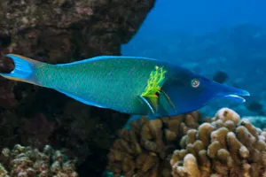 Graceful Wrasse Swimming Underwater Wallpaper
