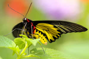 Graceful Yellow Butterfly Perched On Flower Wallpaper