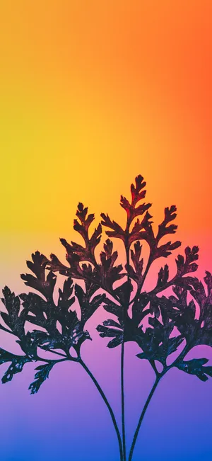 Gradient Backdrop Silhouetted Plant Wallpaper