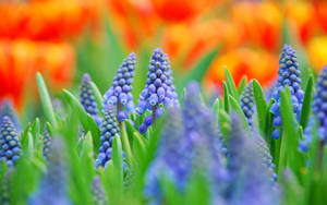 Grape Hyacinth Bulbs Wallpaper