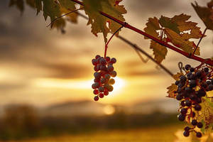 Grape Tree During Sunset Wallpaper