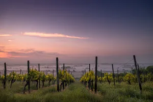 Grape Vineyard For Wine Wallpaper