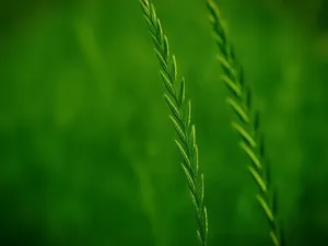 Grass Green Leaves Closeup Wallpaper