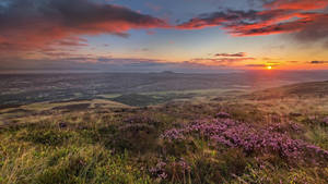 Grass With Purple Flowers Sunrise Nature Wallpaper