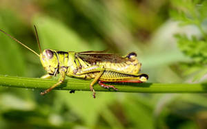 Grasshopper Plant Stick Wallpaper