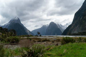 Grassy Plains Milford Sound Wallpaper