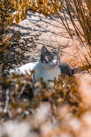 Gray And White Aesthetic Cat Wallpaper