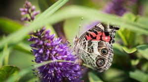 Gray Butterfly On Purple Flower Wallpaper